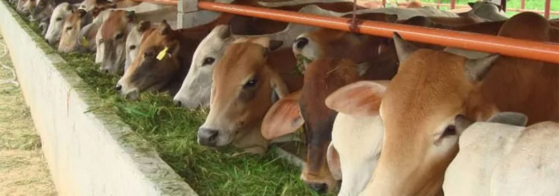 peternakan-sapi